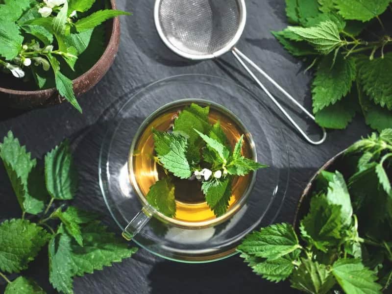 Herbata z pokrzywy: jak często pić, by czerpać korzyści zdrowotne
